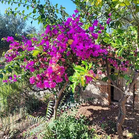 L'uliveto Sui Trabocchi Сasa de vacaciones *