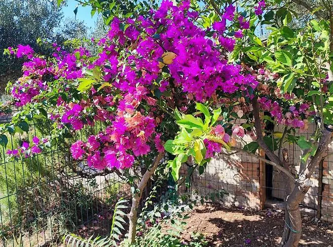 L'uliveto Sui Trabocchi 別荘 *